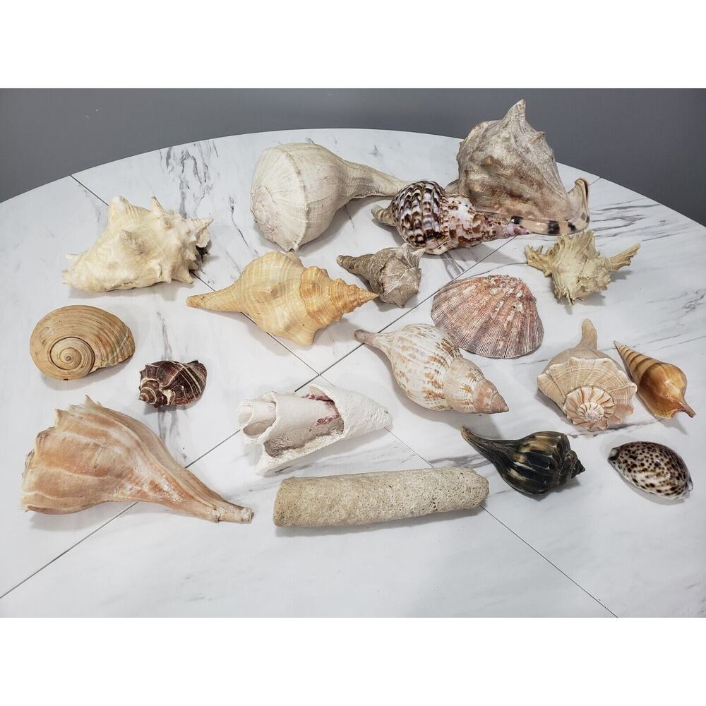 Seashell Lot Large Shell Natural Ocean Assortment Aquarium Beach Fossil Conch